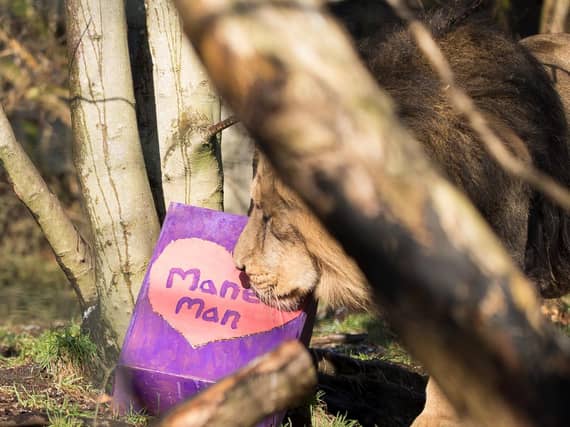 Roberta was chosen as the best match because of her genetic characteristics. It is vital to conserve the genes of the species, enabling future generations to be reintroduced to the wile. Pictures: RZSS/Sian Addison