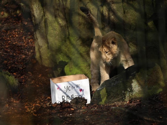 It is estimated there are only between 350 and 650 Asiatic lions left in the wild. RZSS/Sian Addison