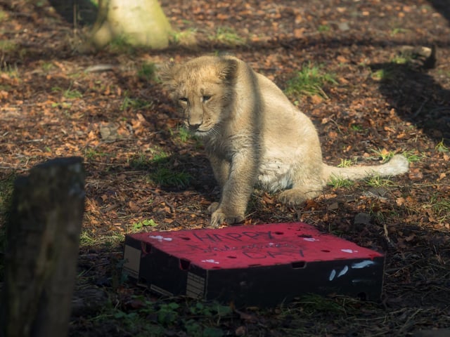 The three lion cubs - Mitaali, Keshari and Kushanu - were born in August 2019. Picture: RZSS/Sian Addison