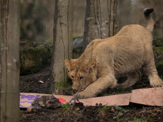 Edinburgh Zoo explains their Asiatic lions differ from their African cousins in several ways. Asian lions are generally smaller than the more recognisable African prides. Picture: RZSS/Sian Addison