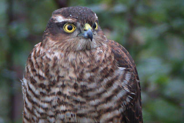 A sparrowhawk. Picture: JPI Media archive